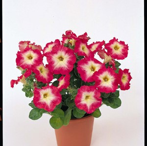 Morrn Red Petunia - Merlin Morn Red 12-4 paks