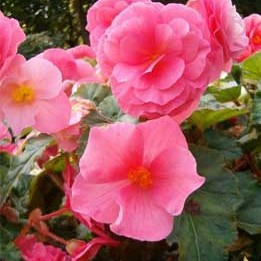 Tuberous Begonia - Pink Netja Dark HB