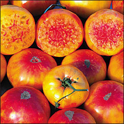 Hillbilly Tomato Seeds - Big Sweet Heirloom - Open-Pollinated