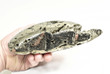 7.08" Polished PYRITE DOLPHIN CARVING Huanzala mine, Peru T497