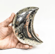 5.19" Polished PYRITE CRYSTAL Half MOON Carving Huanzala mine, Peru T780