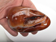 3.66" POLISHED CARNELIAN PALMSTONE "Video" Madagascar P489