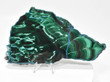 7.87" Polished MALACHITE CHRYSOCOLLA CORNETITE Slice / Slab Congo A804