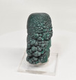 2.79" MALACHITE STALACTITE - Mindingi Mine, Congo Q709