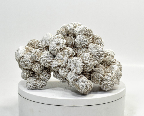 8.18" DESERT ROSE SELENITE Gypsum Cluster Mexico T459