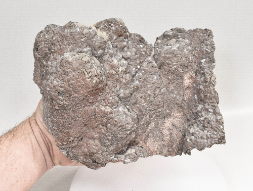 8.46" DOLOMITE CAST Tsuemb Mine, Ex Trinity Mineral Company Q699