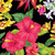 Benartex Fabric - Floral Paradise Black