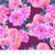 Figo Fabrics - Rosa - Large Roses - Pink #dp91154-28