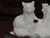 Ceramic Bisque Raccoon Family On A Log pyop unpainted ready to paint diy