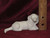 Ceramic Bisque Small Dachshund pyop unpainted ready to paint diy