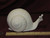 Ceramic Bisque Large Snail pyop unpainted ready to paint diy