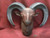 Red Ram with Gray Horns Wall Mount ~ Hand Painted Bisque ~ Ready to Display