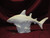 Ceramic Bisque U Paint Realistic Shark on Detailed Sea Plant / Coral Base ~ Sea Life pyop unpainted ready to paint diy