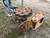 http://used.rdoequipment.com/getImageS2.cfm?imgID=7541719&filename=2_IMG_5360.jpg