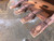 http://used.rdoequipment.com/getImageS2.cfm?imgID=8044176&filename=7_IMG_8516.jpg