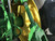 http://used.rdoequipment.com/getImageS2.cfm?imgID=12553009&filename=24_25.jpg
