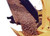 https://www.paladinattachments.com/sites/default/files/styles/product__zoom/public/654.jpg?itok=UNHHndtR
