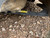 http://used.rdoequipment.com/getImageS2.cfm?imgID=12508456&filename=13_4318D71A-502B-472D-88BB-F9EDEAFC040D.jpg