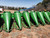 http://used.rdoequipment.com/getImageS2.cfm?imgID=12643446&filename=4_4.jpg
