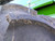 http://used.rdoequipment.com/getImageS2.cfm?imgID=13381030&filename=10_14.jpg