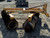 http://used.rdoequipment.com/getImageS2.cfm?imgID=12709007&filename=5_6.jpg