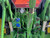 http://used.rdoequipment.com/getImageS2.cfm?imgID=12708249&filename=15_IMG_4827.jpg