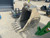 http://used.rdoequipment.com/getImageS2.cfm?imgID=12544431&filename=1_6167E3BD-B2F8-47F3-B3D9-C6835018B91C.jpg