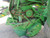 http://used.rdoequipment.com/getImageS2.cfm?imgID=11141080&filename=23_IMG_5964.jpg