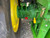 http://used.rdoequipment.com/getImageS2.cfm?imgID=11445074&filename=20_20.jpg