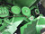http://used.rdoequipment.com/getImageS2.cfm?imgID=12779620&filename=17_17.jpg