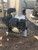 https://api.rdoequipment.com/api/EquipmentImage?imgID=11689813&filename=8_48910BA8-B65E-4560-ADA9-64A8FA1F72EC.jpg