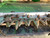 http://used.rdoequipment.com/getImageS2.cfm?imgID=14513897&filename=11_13.jpg