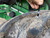 http://used.rdoequipment.com/getImageS2.cfm?imgID=14757277&filename=12_16.jpg