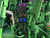 http://used.rdoequipment.com/getImageS2.cfm?imgID=14380090&filename=9_9.jpg