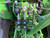 https://api.rdoequipment.com/api/EquipmentImage?imgID=14124062&filename=11_X741912-(11).jpg