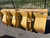 https://api.rdoequipment.com/api/EquipmentImage?imgID=16933320&filename=2_X945338-2.jpg