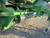https://api.rdoequipment.com/api/EquipmentImage?imgID=19529564&filename=16_Z059070---16.jpg