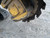 https://api.rdoequipment.com/api/EquipmentImage?imgID=19702853&filename=5_20241127_133553882_iOS.jpg