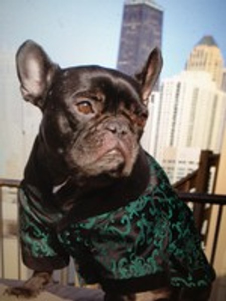 Your Dog Can Look Just As Dapper As You Do