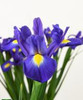 Blue Magic, 60cm, 10 Stems, ANNIE BOX