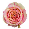 Fiesta, 50cm, 25 Stems, ANNIROSES S.A./NATBEAUTY