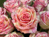 Fiesta, 50cm, 25 Stems, ANNIROSES S.A./NATBEAUTY