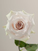 Quicksand, 60cm, 25 Stems, ROSAPRIMA CIA. LTDA.