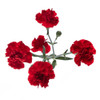 Red, 56cm, 10 Stems, THE QUEENS FLOWER
