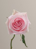 Luciano, 60cm, 25 Stems, ROSAPRIMA CIA. LTDA.