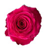 Born Beauty, 50cm, 25 Stems, ROSAS DEL CORAZON
