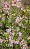 Waxflower Pink, 60cm, Grower Bunch, TUTULI FLOWER FARMS