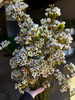 Waxflower White, 60cm,  Grower Bunch, TUTULI FLOWER FARMS