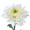Super Mums Magnum, 60cm, 5 Stems, FLORES EL TRIGAL