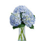 Blue, 60cm, 1 Stem, Premium, FLORAL WONDER SAS